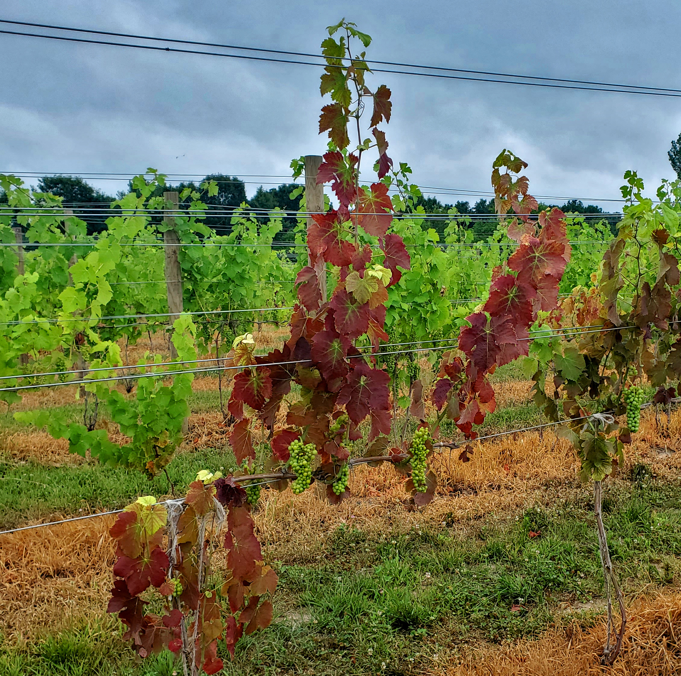 Red leaves on grapes